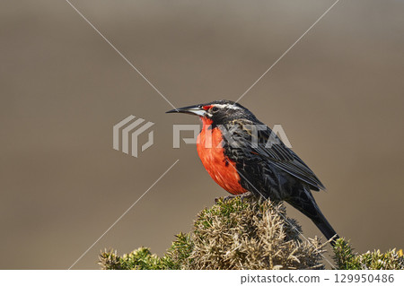 Long-tailed Meadowlark  129950486