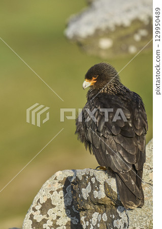 Striated Caracara Striated Caracara 129950489