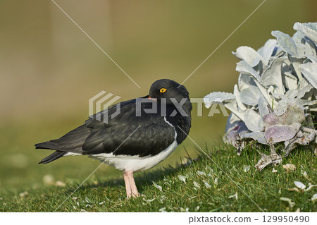 Magellanic Oystercatcher Magellanic Oystercatcher 129950490