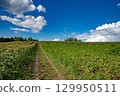 玉米田山丘與藍天白雲 129950511