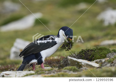 Imperial Shag collecting nesting material Imperial Shag collecting nesting material 129950596