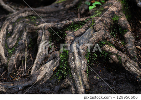 In a quiet forest full of vitality 129950606