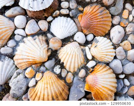 Variety of colorful seashells on pebbled beach sand Variety of colorful seashells on pebbled beach sand 129950630
