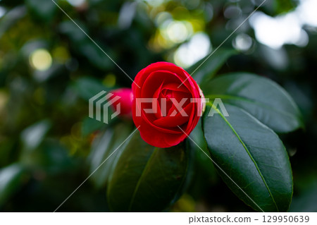 Camellia japonica. Vibrant red rose blossom amidst lush green foliage Camellia japonica. Vibrant red rose blossom amidst lush green foliage 129950639