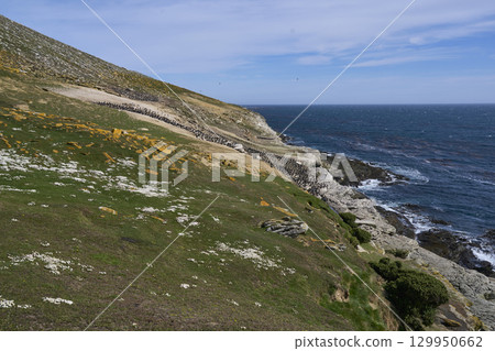 Breeding colony of Imperial Shag  129950662