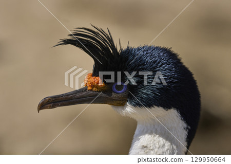Breeding colony of Imperial Shag  129950664