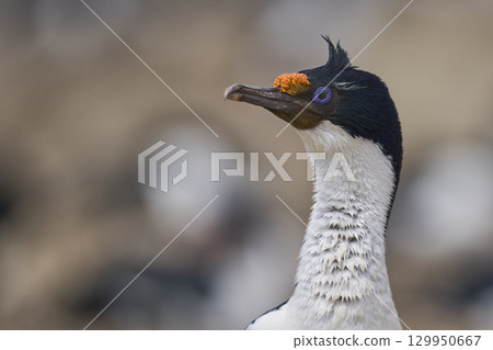 Breeding colony of Imperial Shag  129950667