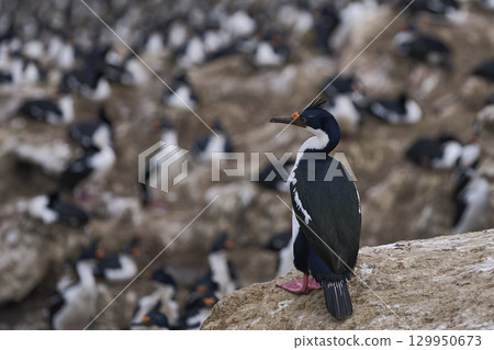 Breeding colony of Imperial Shag Breeding colony of Imperial Shag 129950673