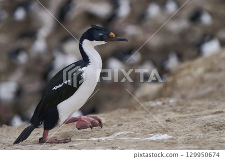 Breeding colony of Imperial Shag Breeding colony of Imperial Shag 129950674