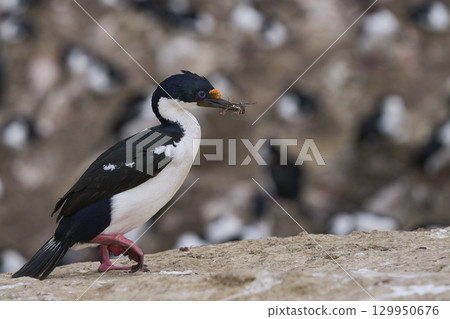 Breeding colony of Imperial Shag Breeding colony of Imperial Shag 129950676