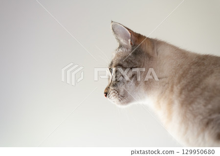 凝視的貓 暹羅虎斑貓 129950680