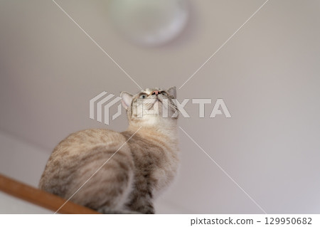 凝視的貓 暹羅虎斑貓 129950682