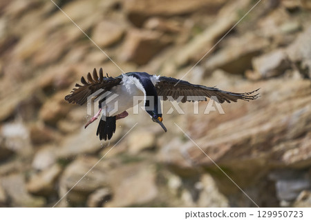 Imperial Shag coming in to land Imperial Shag coming in to land 129950723