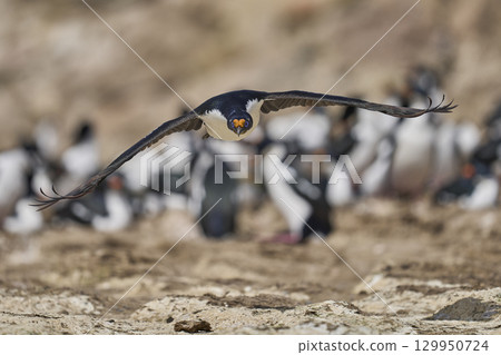 Imperial Shag coming in to land Imperial Shag coming in to land 129950724