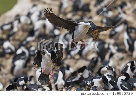 Imperial Shag coming in to land 129950729