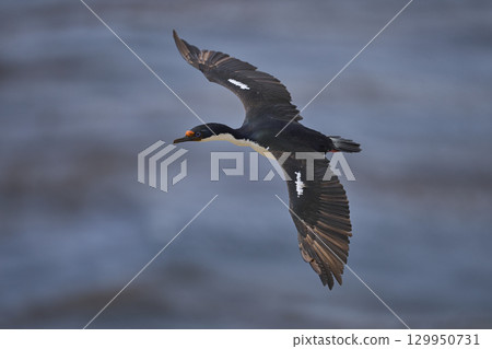 Imperial Shag coming in to land 129950731