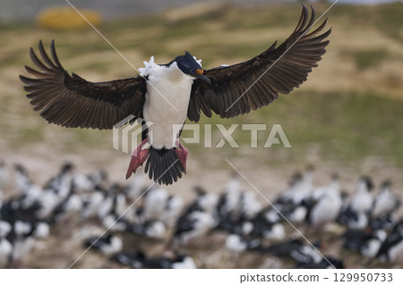 Imperial Shag coming in to land Imperial Shag coming in to land 129950733
