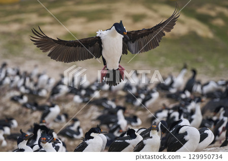 Imperial Shag coming in to land Imperial Shag coming in to land 129950734