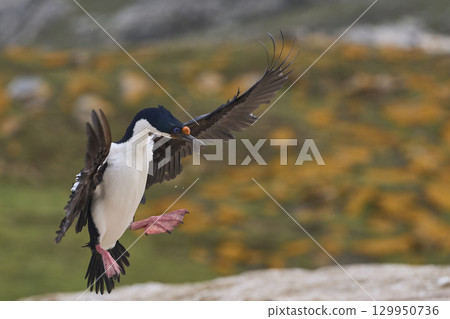 Imperial Shag coming in to land Imperial Shag coming in to land 129950736