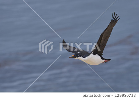 Imperial Shag coming in to land Imperial Shag coming in to land 129950738