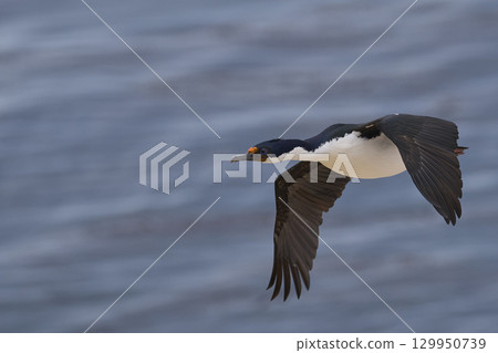 Imperial Shag coming in to land Imperial Shag coming in to land 129950739