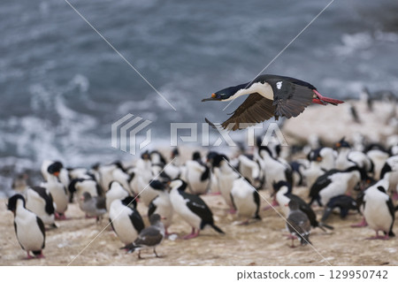 Imperial Shag coming in to land Imperial Shag coming in to land 129950742