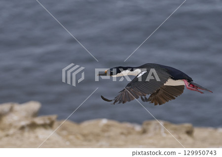 Imperial Shag coming in to land Imperial Shag coming in to land 129950743