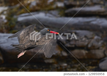 Blackish Oystercatcher in flight Blackish Oystercatcher in flight 129950958