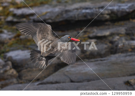 Blackish Oystercatcher in flight Blackish Oystercatcher in flight 129950959