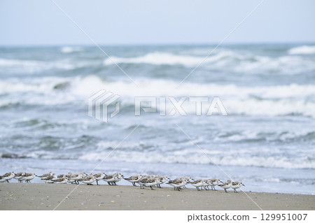 一群磯鷸和太平洋 129951007