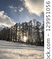 Larch forest in winter 129951056