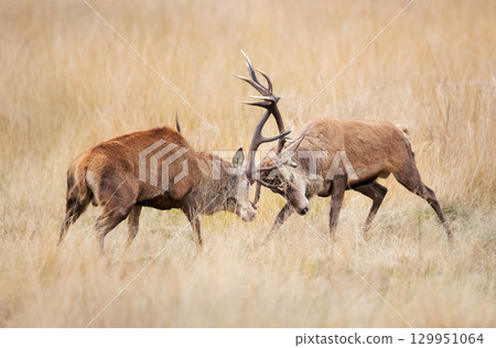 Two red deer stags fighting during rut in autumn Two red deer stags fighting during rut in autumn 129951064