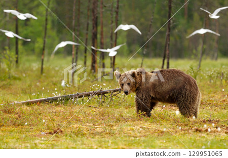 Young Eurasian brown bear standing in the forest Young Eurasian brown bear standing in the forest 129951065