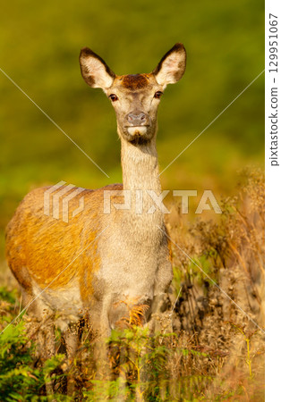 Portrait of a red deer hind standing in autumn meadow 129951067
