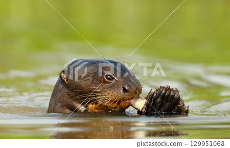 Giant otter eating fish in a river in the Pantanal, Brazil Giant otter eating fish in a river in the Pantanal, Brazil 129951068
