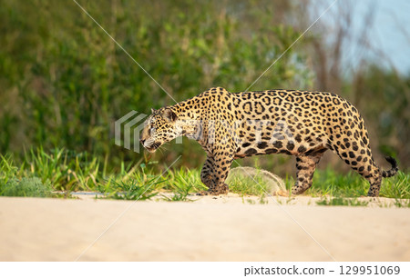 Jaguar walking on a riverbank in the Pantanal, Brazil Jaguar walking on a riverbank in the Pantanal, Brazil 129951069