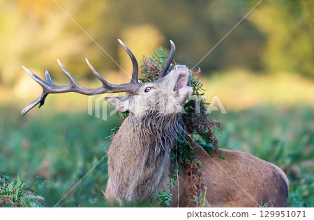 Portrait of a red deer stag calling with bracken on antlers during the rut in autumn Portrait of a red deer stag calling with bracken on antlers during the rut in autumn 129951071