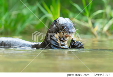 Giant otter eating fish in a river in the Pantanal, Brazil Giant otter eating fish in a river in the Pantanal, Brazil 129951072