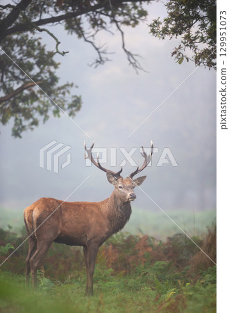 Majestic red deer stag with large antlers standing in a misty autumn forest Majestic red deer stag with large antlers standing in a misty autumn forest 129951073