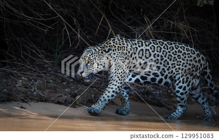 Jaguar stalking prey on a riverbank in the Pantanal, Brazil Jaguar stalking prey on a riverbank in the Pantanal, Brazil 129951083