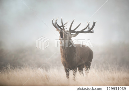 Portrait of a red deer stag calling in the mist during the autumn rut Portrait of a red deer stag calling in the mist during the autumn rut 129951089