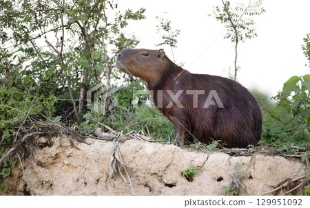Capybara standing on a river bank in Pantanal wetlands, Brazil 129951092