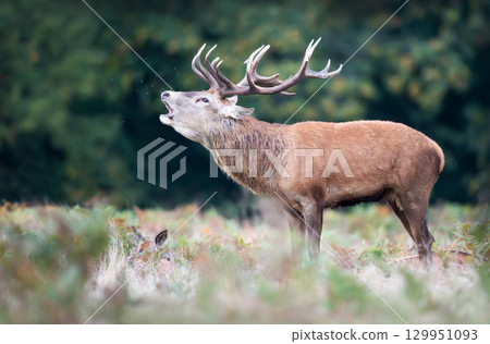 Red deer stag calling during the rut in autumn 129951093
