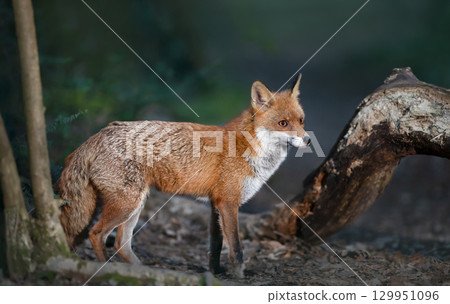 Portrait of a cute red fox standing in a forest at night 129951096