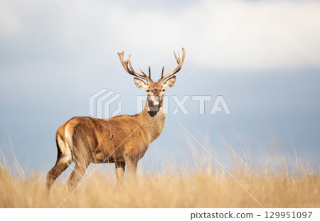 Close-up of a young red deer stag with its tongue out Close-up of a young red deer stag with its tongue out 129951097