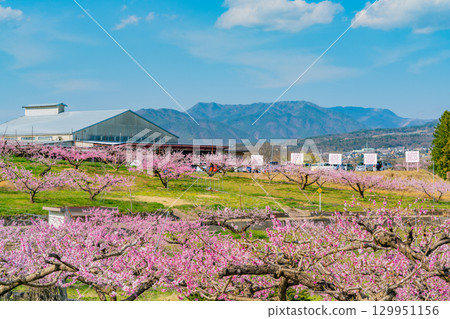 [Nirasaki City, Yamanashi Prefecture] Shinpu Shangri-La 129951156
