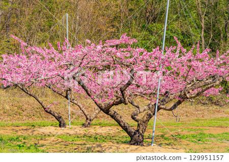 [山梨縣韭崎市] 新風香格里拉桃園 129951157