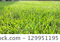 Green grass in the sunlight 129951195