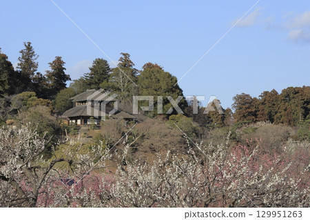 A clear blue sky, red and white plum blossoms in full bloom, and Kobuntei in Kairakuen Garden, Mito A clear blue sky, red and white plum blossoms in full bloom, and Kobuntei in Kairakuen Garden, Mito 129951263