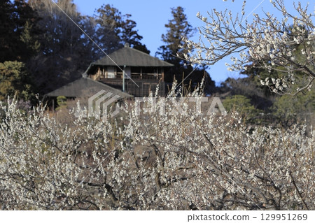 湛藍的天空、盛開的白梅花以及水戶偕樂園的好文亭 129951269